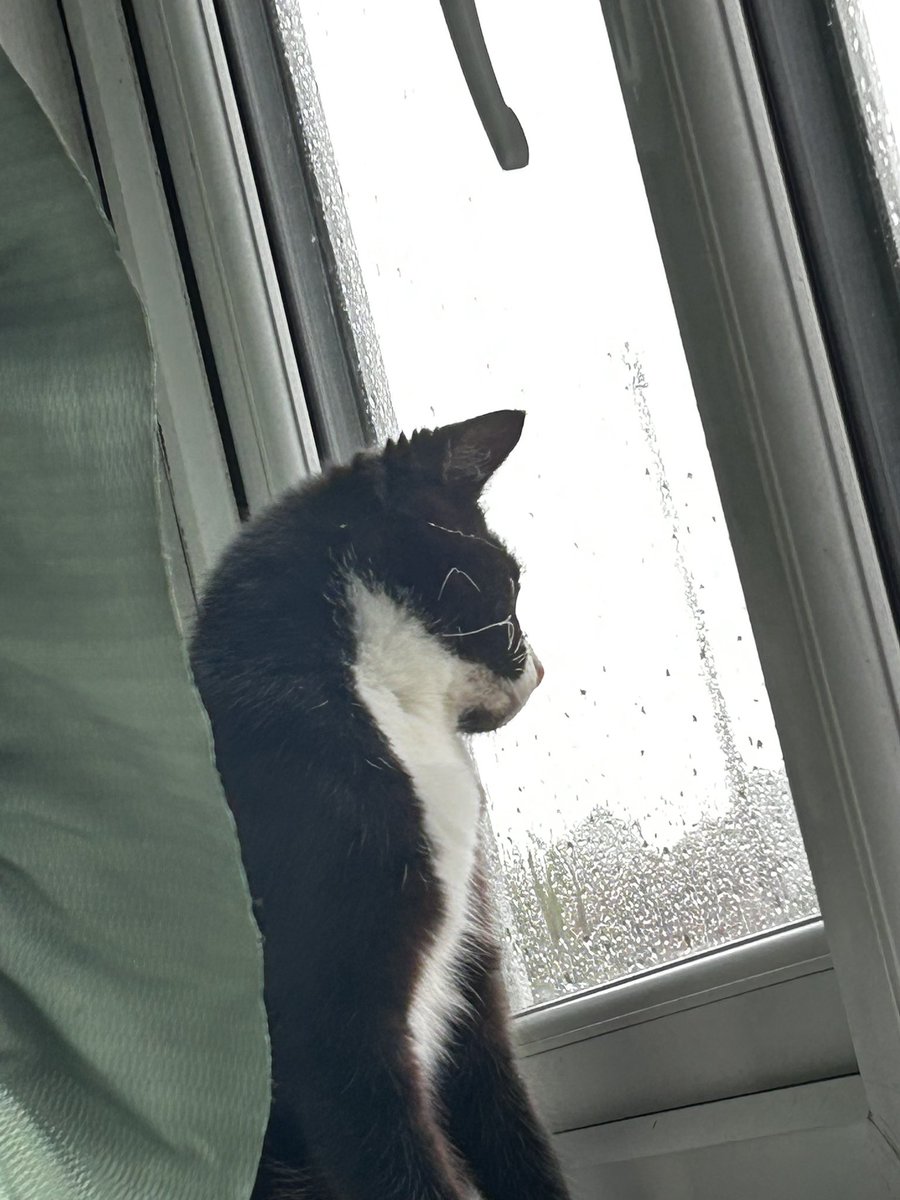 dsasterlesbian's tweet photo. @aiden_dawn this is sweet sunday experiencing hail for the first time, we send our love!! 🫶🏻🫶🏻 https://t.co/6PehIgrHz4