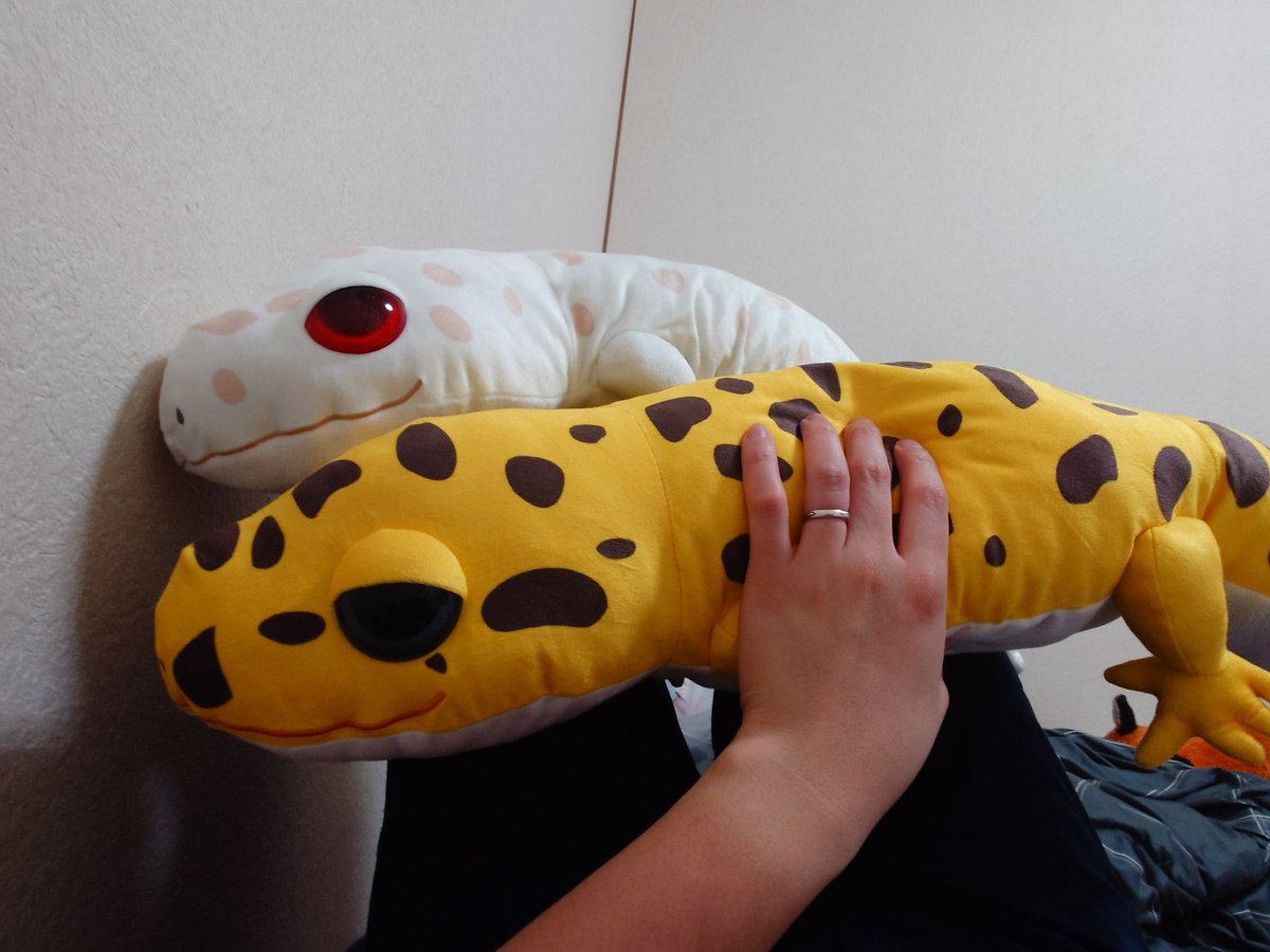 灰狼小狐 tweet media