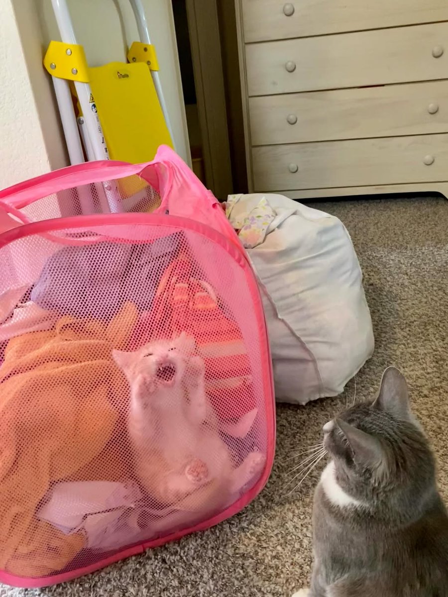 No Context Cats tweet media