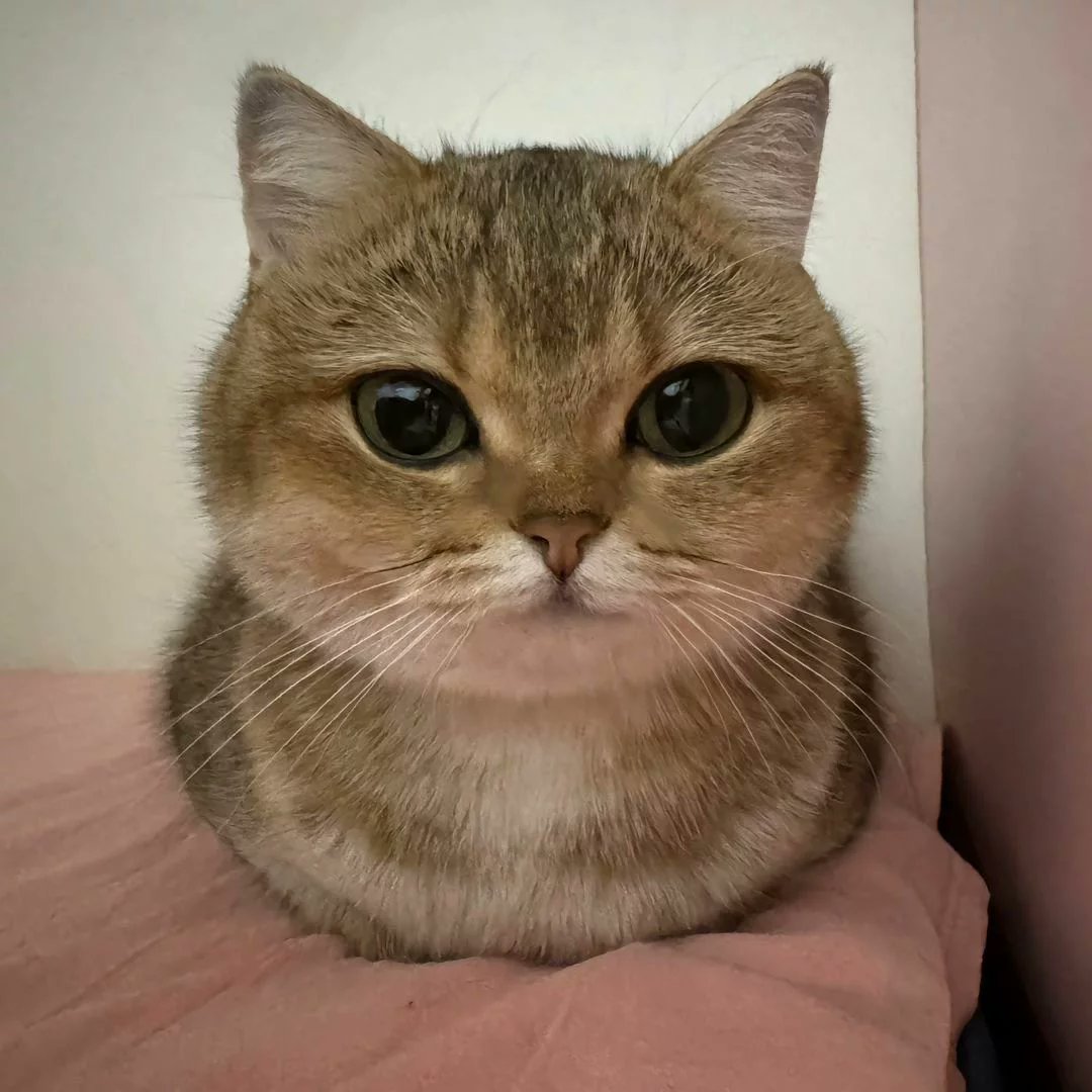 cutest cats tweet media