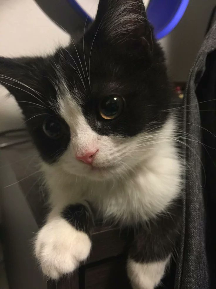 cutest cats tweet media