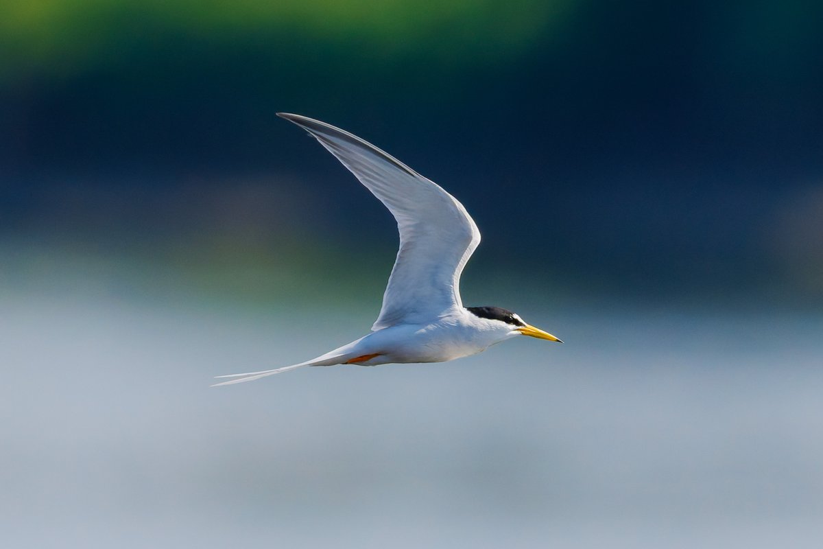moto_pho's tweet photo. 河川敷の鳥！

コアジサシ　今が旬？です

結構な数の小魚のとこに突っ込んで…1匹取ってました https://t.co/JLl43EpKPF