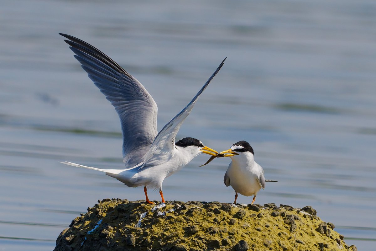 moto_pho's tweet photo. 河川敷の鳥！

コアジサシ　今が旬？です

結構な数の小魚のとこに突っ込んで…1匹取ってました https://t.co/JLl43EpKPF