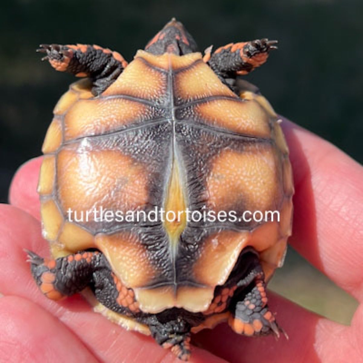 JayFrewer's tweet photo. Brazilian Cherry Head Red Foot Tortoises (Chelonoidis carbonarius)
.
.
#BrazilianCherryHeadRedFootTortoises #Chelonoidiscarbonarius #photooftheday #turtlesandtortoisesinc #turtlesofinstagram https://t.co/kT4jckWx3D
