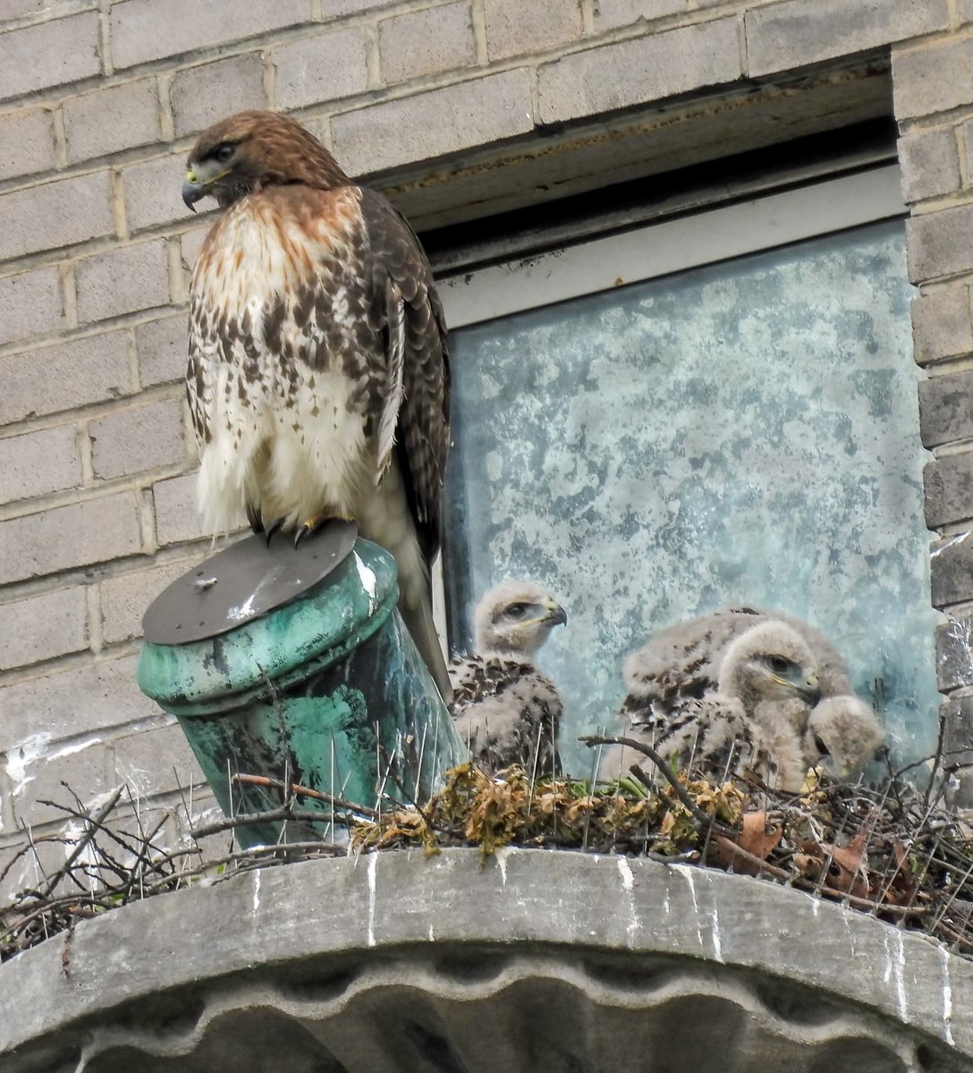 Manhattan Bird Alert tweet media