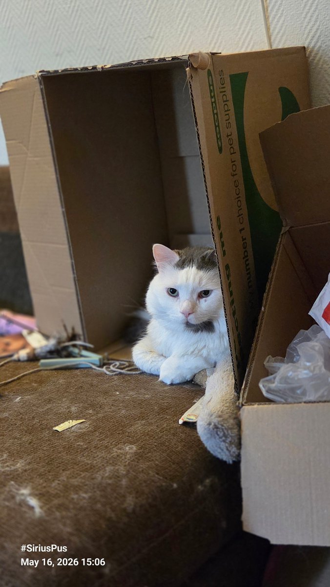 orhusby's tweet photo. BREAKING!
#CatInABox celebrates #caturday, no shenanigans, no fuss, no distractions
#SiriusPus #CatsOfTwitter https://t.co/RE1hsUOkeu