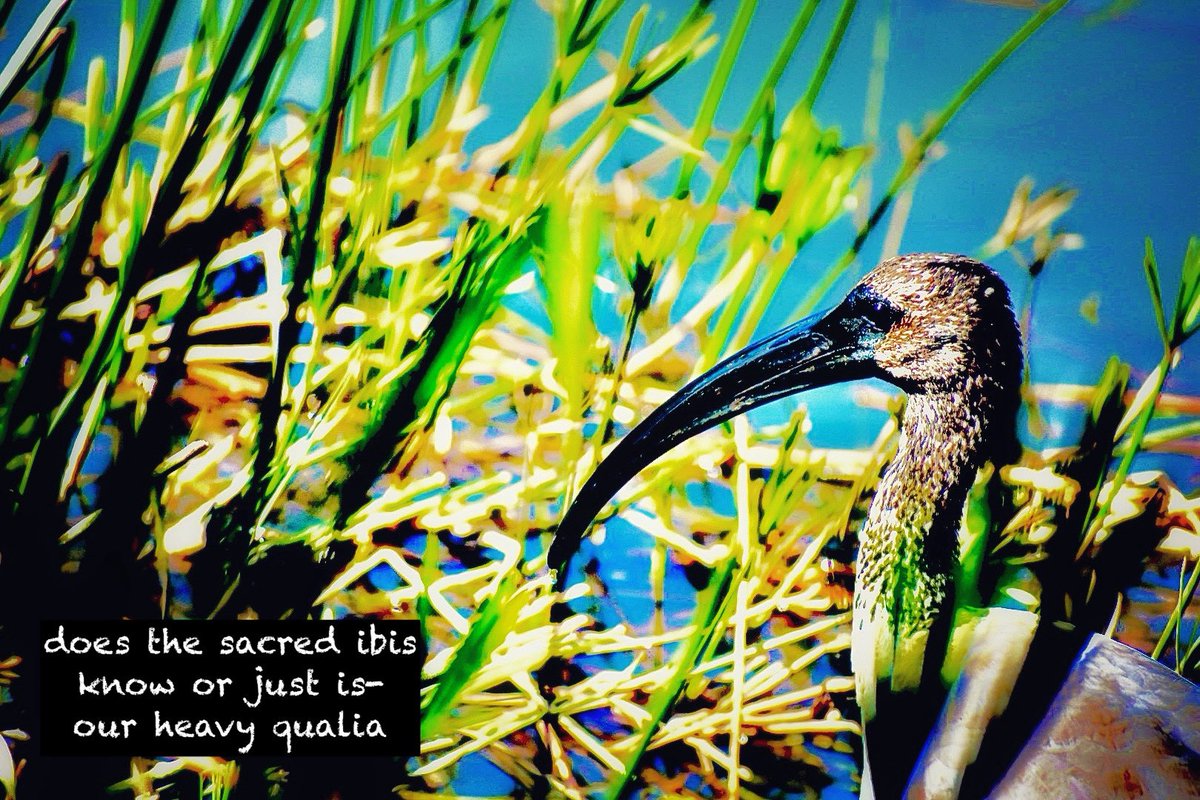 vbvlach's tweet photo. #haiku #Haiga #poetrycommunity #naturephotography #visualpoetry

does the sacred ibis 
know or just is-
our heavy qualia https://t.co/ASu97oeiU7