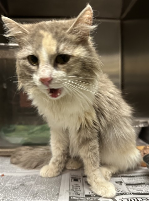 Ally Catmom tweet media