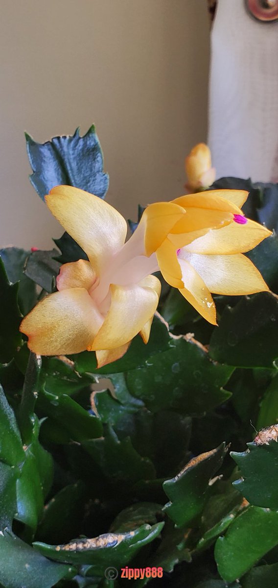 zzippy888's tweet photo. Happy Saturday! π§‘π#Thanksgivingcactus #flower #photography #myplant #bloomscrolling #newbloom https://t.co/empV41qPJd
