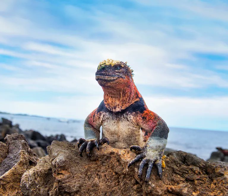 AMAZlNGNATURE's tweet photo. A marine iguana

Absolute chads. Fun fact, they fight like goats, headbutting eachother for hours. https://t.co/AYZlfPIfnA