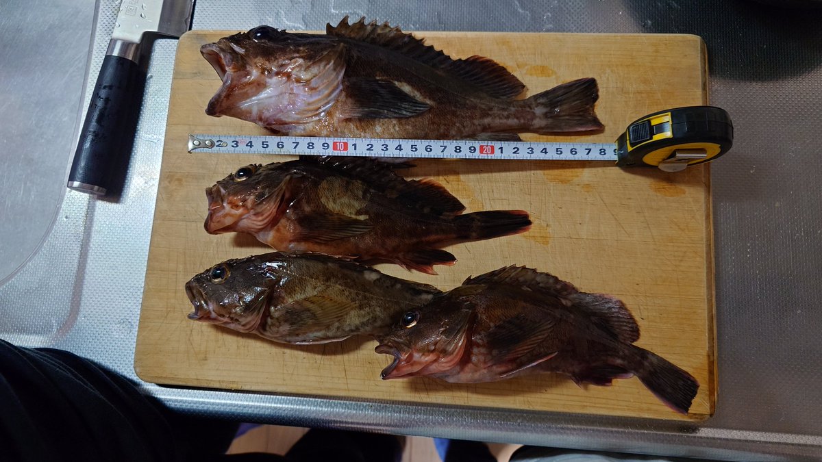 8_HIME_17's tweet photo. 今日はカサゴ、メバルを狙って釣りに！！！結果はカサゴ5匹でした！

1匹は20cm未満だったので逃がしました！あとは22cm、23cm2匹、29cm1匹でした！最後の最後に29cm釣れた🥹⟡.·

まっすぐ伸ばせば29cmなんだけど手が映ると嫌だったので少し反り返ってて28cmにみえるꉂ🤣𐤔 https://t.co/z21P0EqG8K