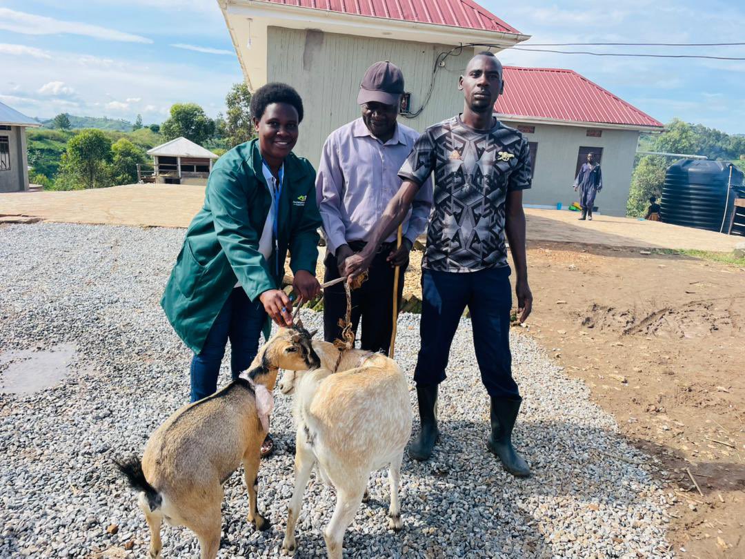 RIPAuganda8's tweet photo. As part of the celebrations we launched the second phase of goat distribution to farmers, empowering families with sustainable livelihoods and a brighter future. Together, we continue fighting poverty one household at a time
#RIPAat2
#EmpowerRuralUganda
#EmpowerRubiriziDistrict https://t.co/GCBYwh78Mx