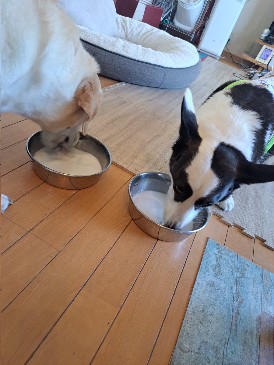 HanakumaFamily's tweet photo. ヤギミ好きな２ワン🐶 https://t.co/Y3YKzzYHut