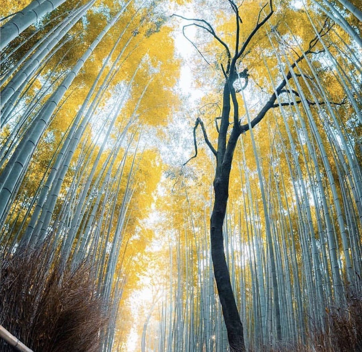 世界の絶景 tweet media