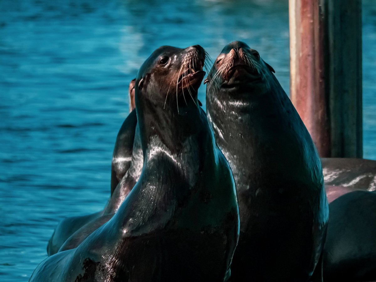 FineFjm's tweet photo. It’s the weekend!! Sea lions in Wa.State frolicking about. https://t.co/KPvWFLufFz