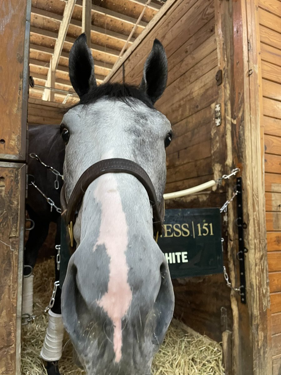 DRFRusso's tweet photo. We’re gonna need a bigger boat. #Preakness https://t.co/xLNooumeEU