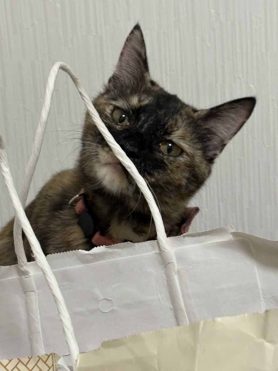 Same_1669's tweet photo. 家と姉宅のねこたち https://t.co/y26kMK62QB