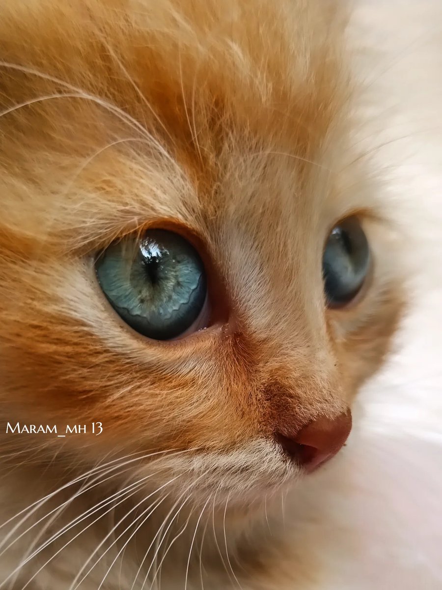 مرام (Maram Arrabti) tweet media
