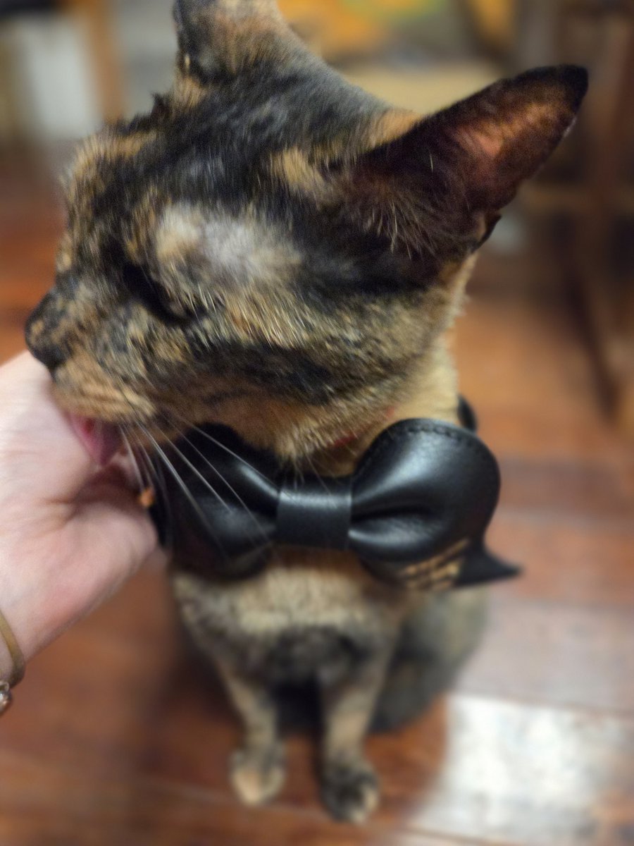 レザーの髭蝶ネクタイ、自分用に買ったけど、一応ｻﾋﾞﾁｪﾝにもつけてみ