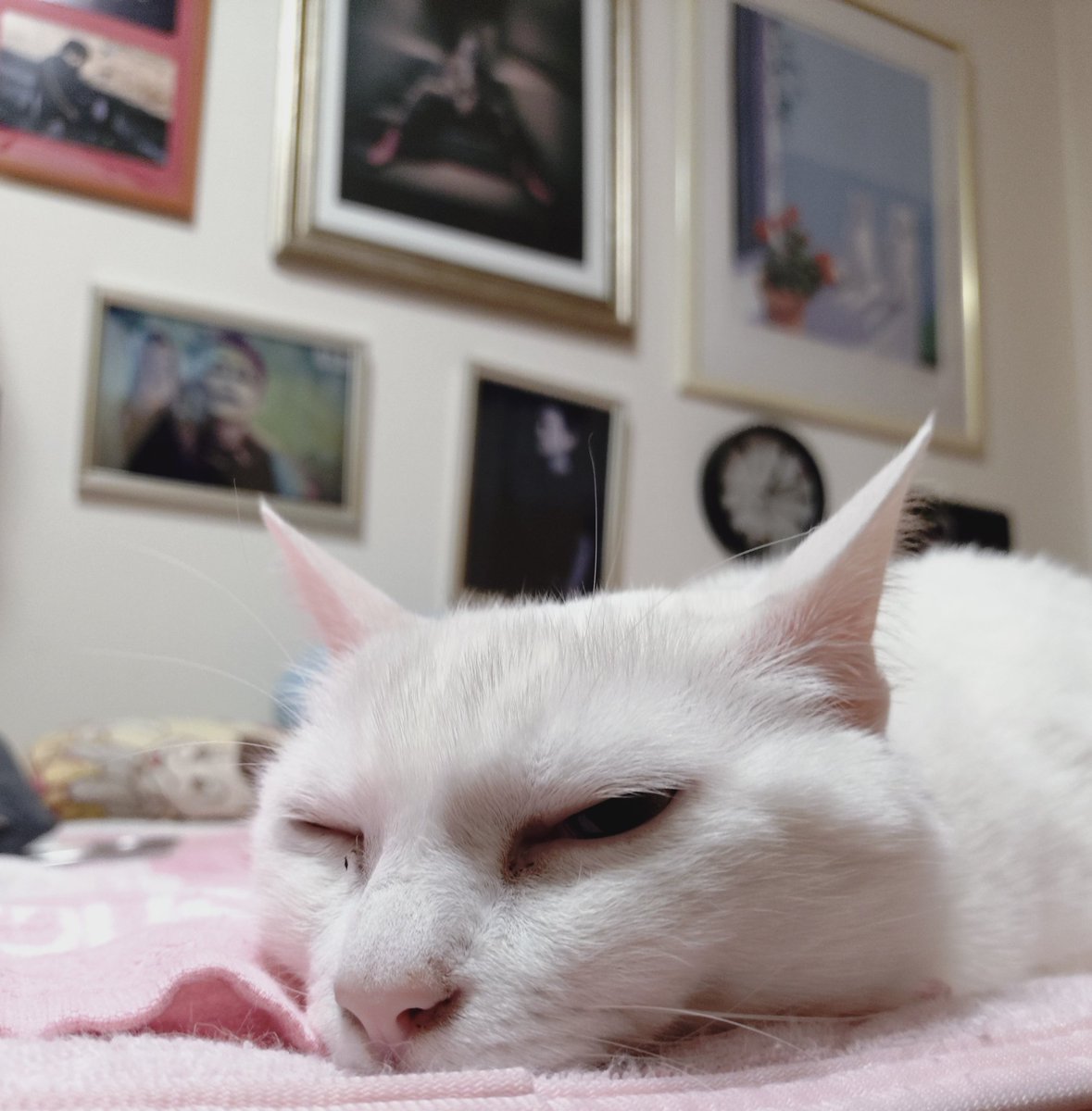 スプーン🥄🐱 tweet media