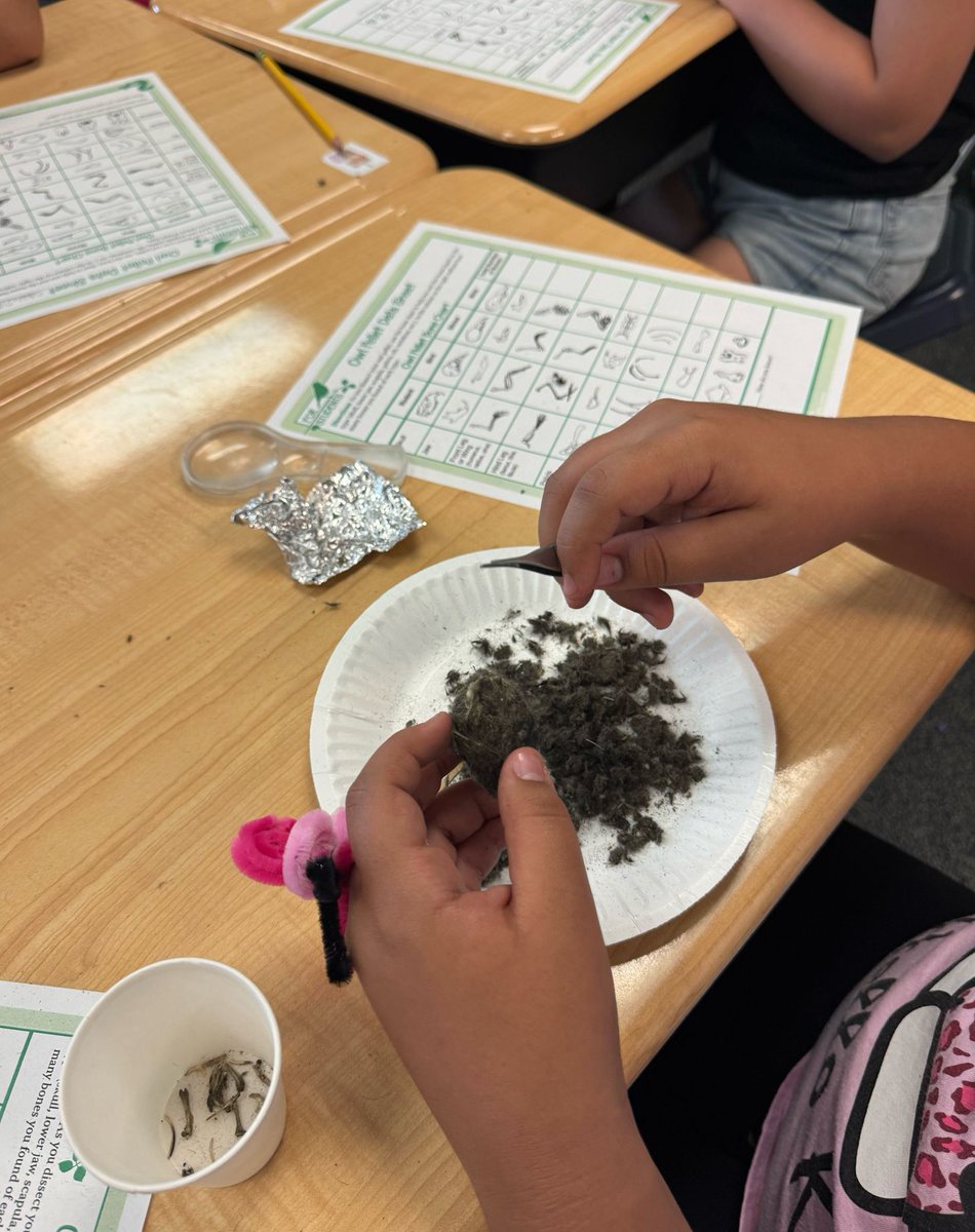 ThunderValleyK8's tweet photo. This week 4th grade students were engaged in dissecting owl pellets. They were so fascinated with what they found. #StVrainAdvantage @svvsdbissonette @svvsdsupt https://t.co/nFFd5EGG6c