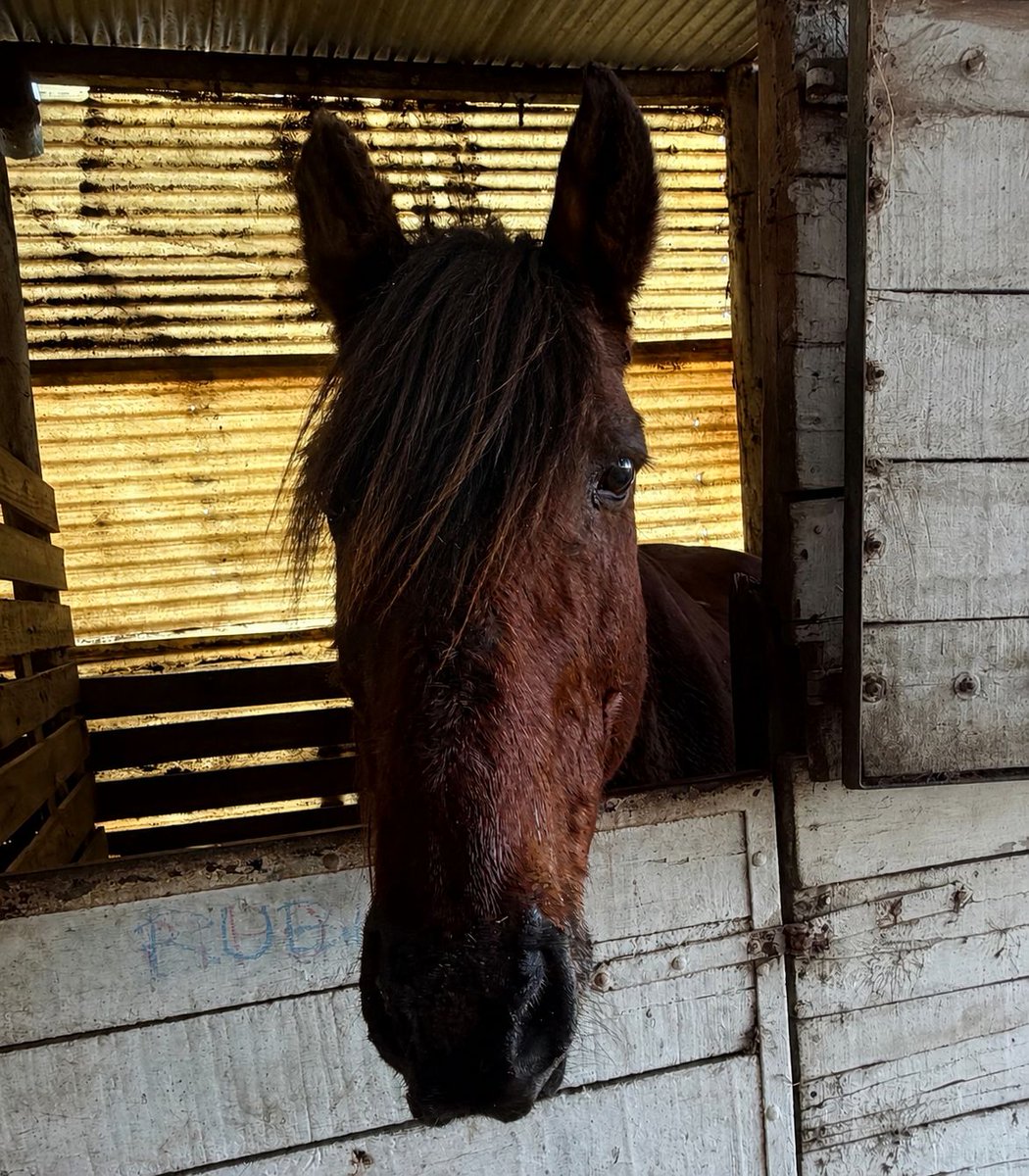 ACMA CABALLOS tweet media