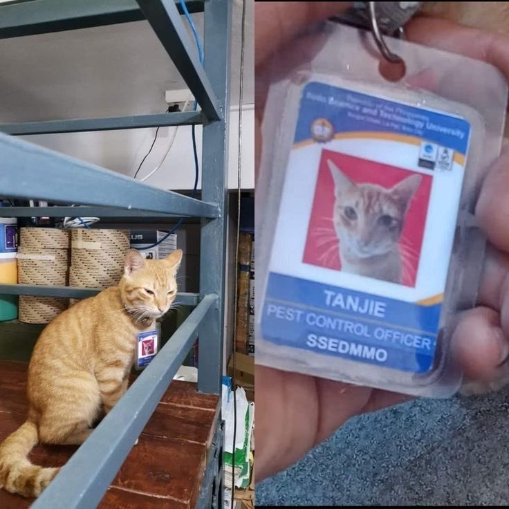 No Cats No Life tweet media