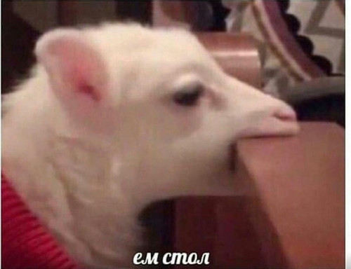 Opi 🔞 | Хуй с ргб-подсветкой tweet media