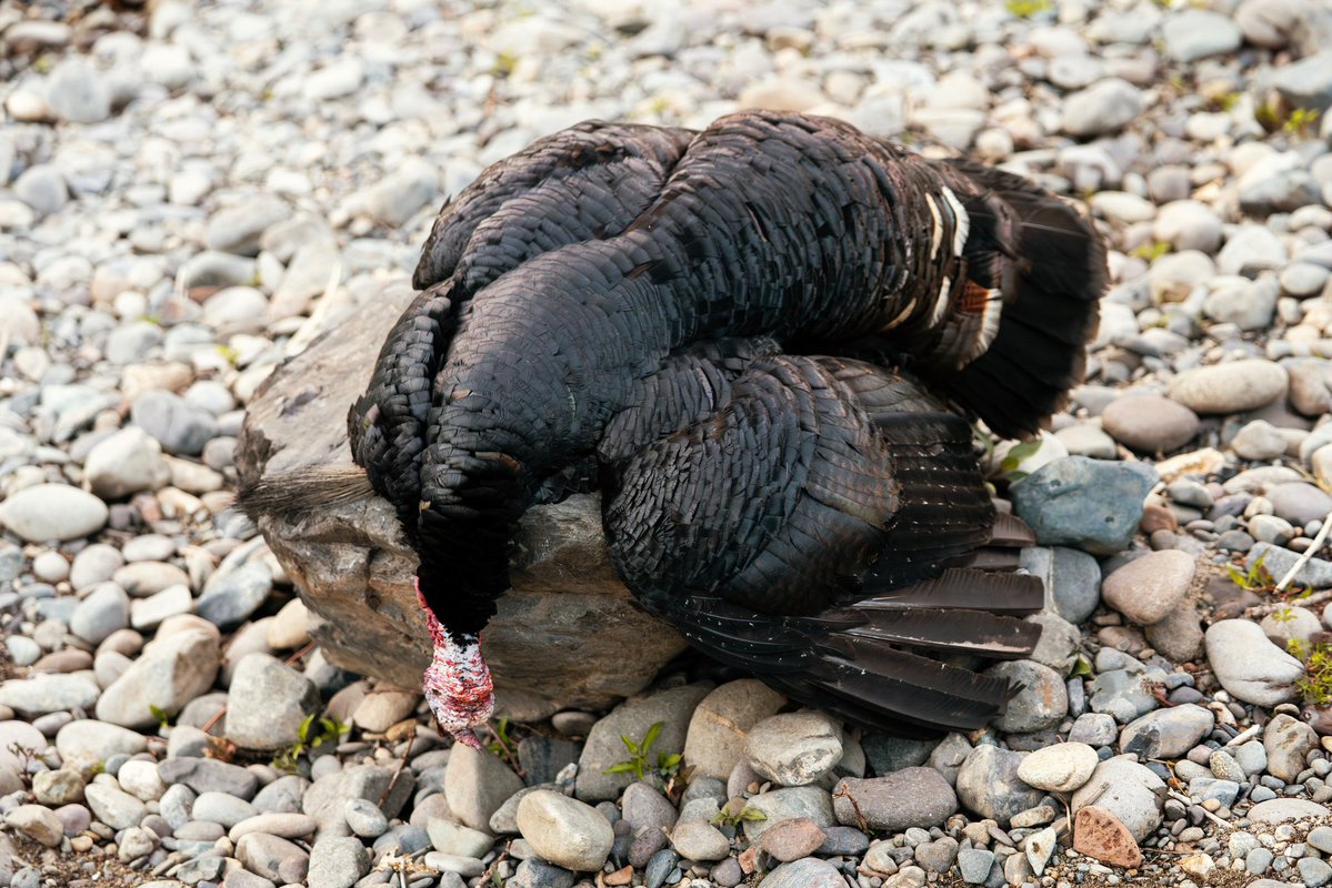 Buckmasters Nation tweet media