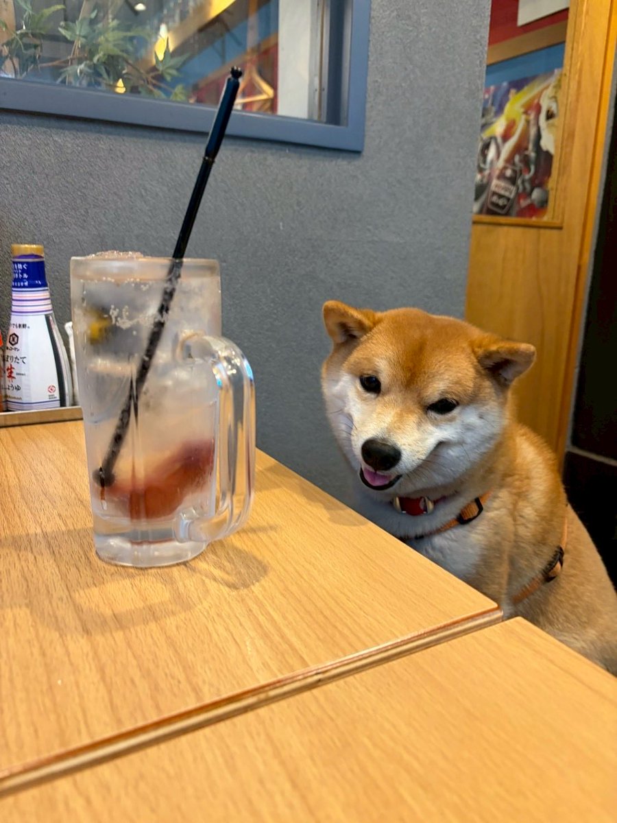 お柴のゴン tweet media