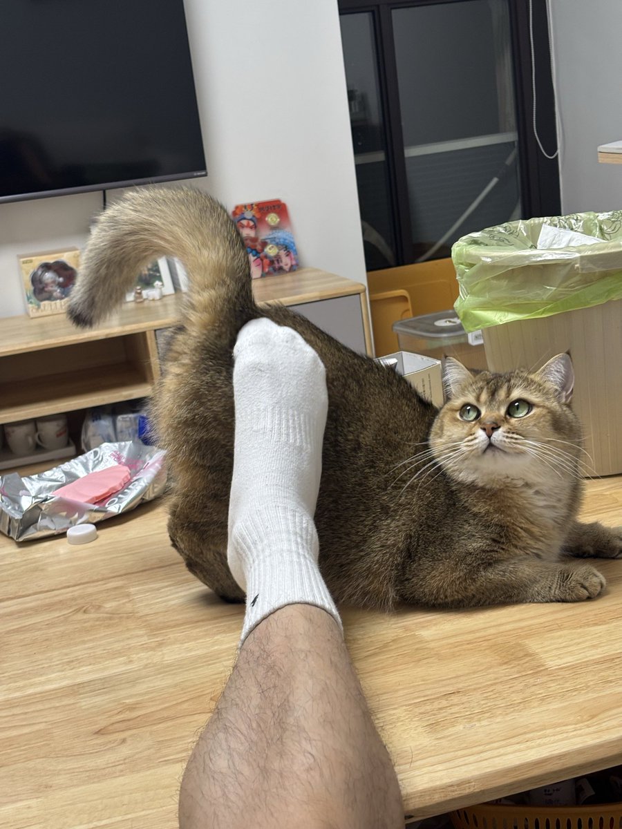 菜丁 tweet media
