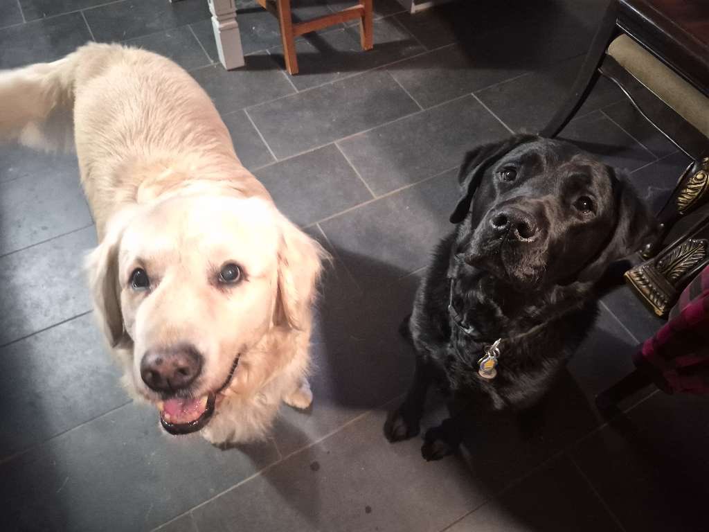 Sampson the Service Dog tweet media