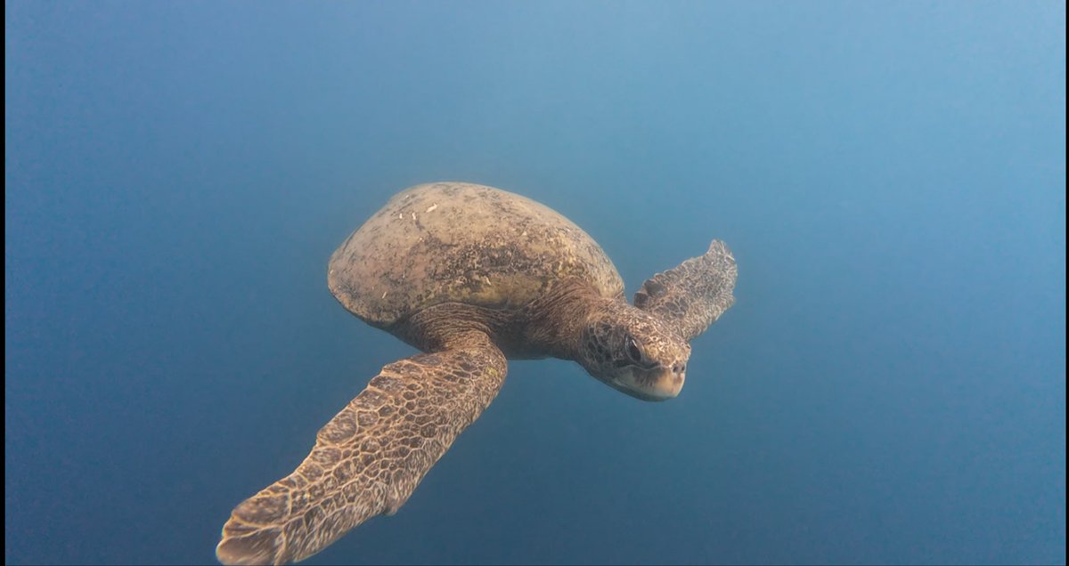 hecromg's tweet photo. Visité el México más pelágico: el Archipiélago de Revillagigedo. Se trata del punto más remoto del territorio nacional. 

Lo que descubrimos me voló la cabeza. Escribí sobre esto para el @informador.

https://t.co/ubgouYlUtQ

También les dejó unas fotos que no hacen justicia 🤿 https://t.co/R7Mbf6QEjU