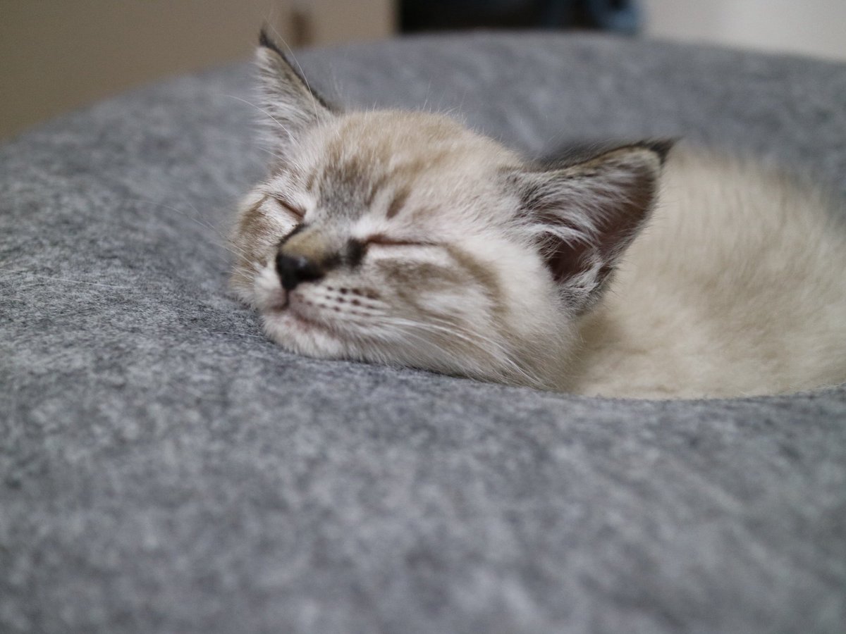 catcafemfmf's tweet photo. これが噂のもっちゅりん？
え、もふっちゅりん？🍩 https://t.co/LcXzGlB9YO