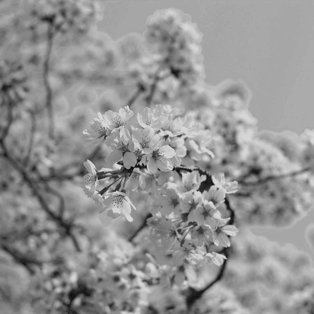 FAlTEAVECAMOUR's tweet photo. ㅤ

Kissing your lips
I try to forget roses
or the fruit of palmyra trees
sweet and strong

Tongue lolling upon tongue
heart beating
against heart beating,
these are my words
signifying our human bodies
which poetry does not capture,
the absolute desire I have

ㅤ https://t.co/5v27YOWhor