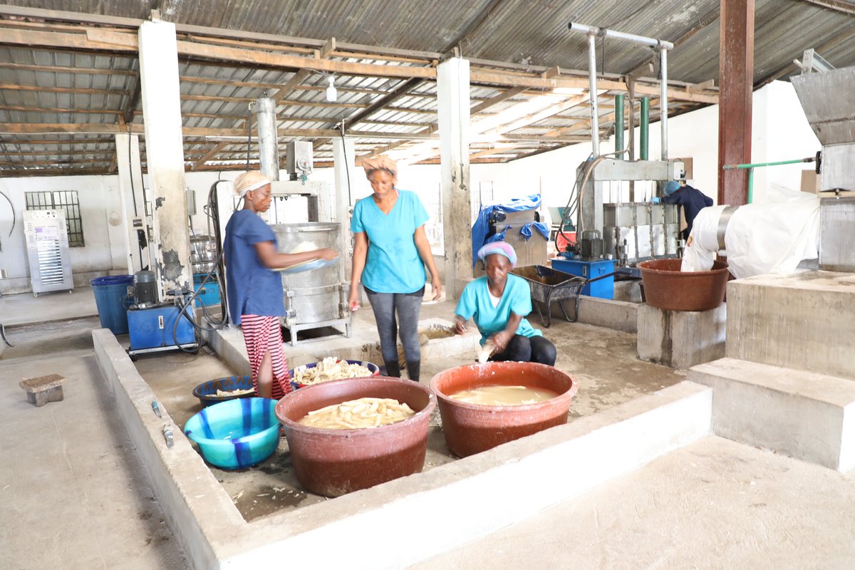FsrpWa's tweet photo. Sierra Bo Garri Firm is modernising cassava production  in Sierra Leone.
With support from #FSRP, the firm acquired a garri bagging machine. This investment has transformed the product’s market positioning with attractive packaging containing sugar &amp; milk, a ready-to-eat product. https://t.co/qFvLI2XMeX