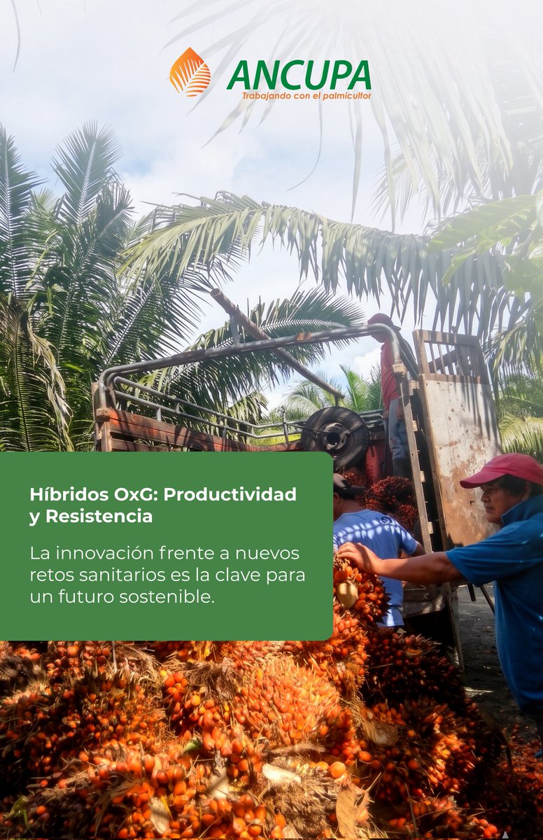 ANCUPAEC's tweet photo. Los híbridos OxG han revolucionado la palmicultura por su alta productividad, tolerancia a enfermedades y adaptación climática. Pero también presentan nuevos desafíos sanitarios que requieren innovación y manejo estratégico para asegurar la sostenibilidad del cultivo. https://t.co/mE9Eju3N7Q