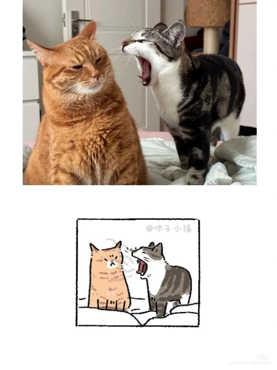 No Context Cats tweet media
