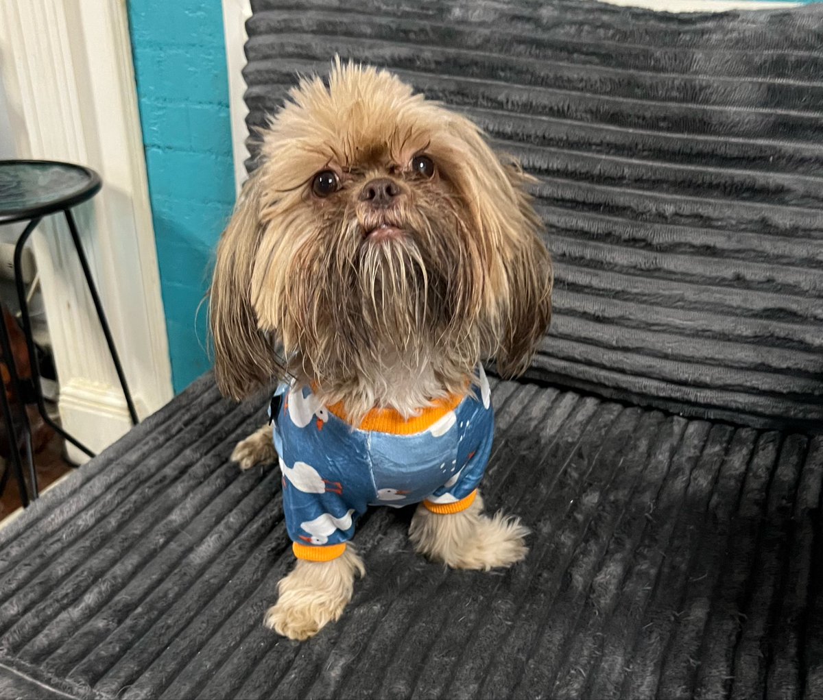 TheHerdHouse's tweet photo. Oh barry. You silly goose!
Barry is a wiggle worm and the herd sitter had some difficulty getting his suits on. I wondered if he would hate it after three days of freedom. He does not hate it.
#FallFashionWeek https://t.co/kL9gWIlCw4