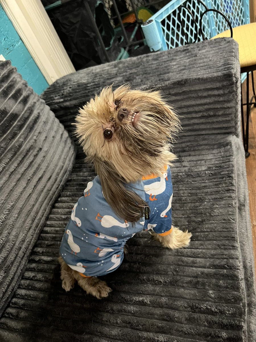 TheHerdHouse's tweet photo. Oh barry. You silly goose!
Barry is a wiggle worm and the herd sitter had some difficulty getting his suits on. I wondered if he would hate it after three days of freedom. He does not hate it.
#FallFashionWeek https://t.co/kL9gWIlCw4