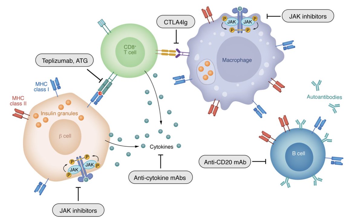 EricTopol's tweet photo. Towards the prevention of Type 1 diabetes. A new @jclinicalinvest review with the prospects of achieving immune tolerance
https://t.co/SwVEU6ONkb https://t.co/QmaA8CzGyT