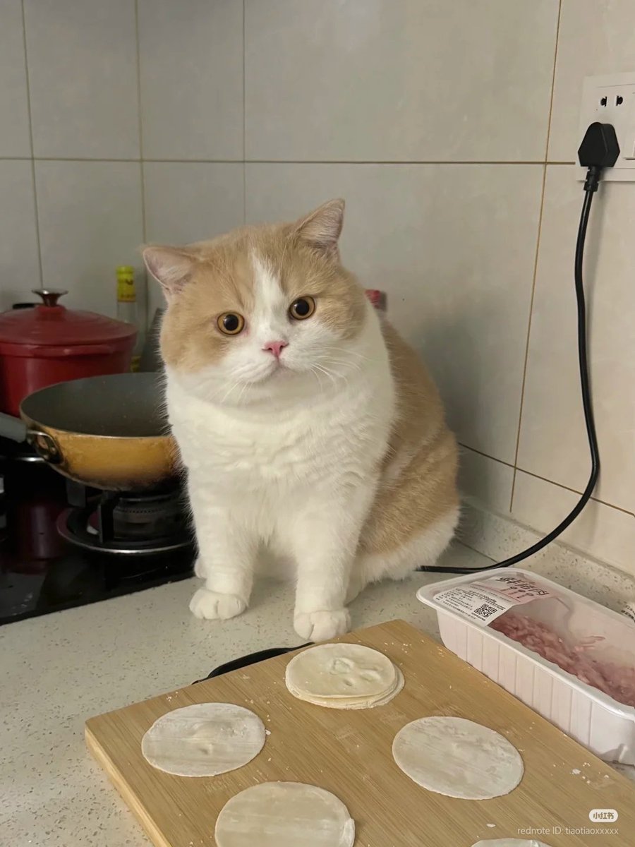 No Context Cats tweet media