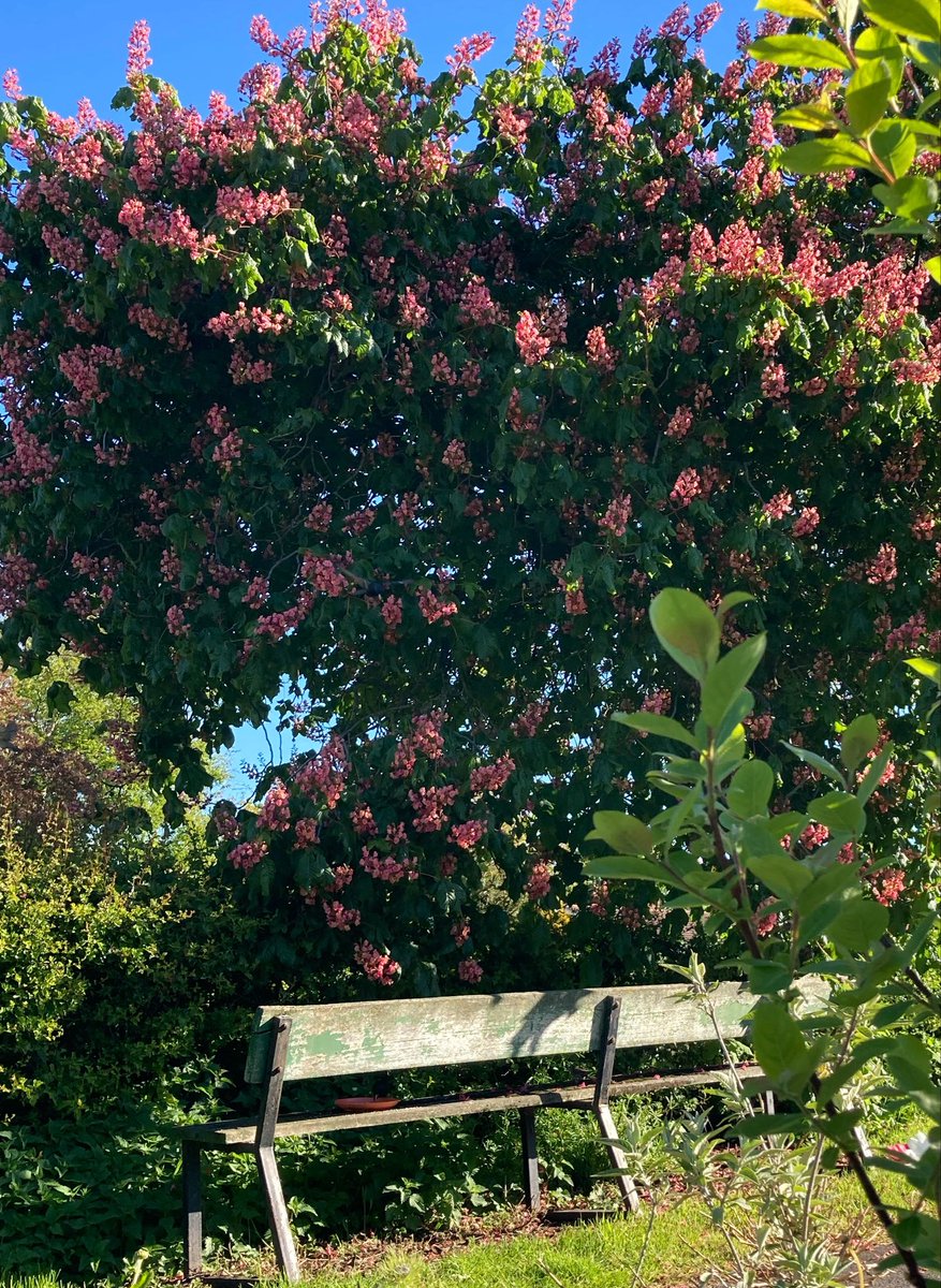 madeleinemaste4's tweet photo. The back to front bench
where I feed the birds
Under the horsechestnut tree
#outfront #saturday https://t.co/1DKFH5h8m3