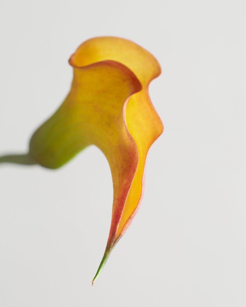 namgriffel's tweet photo. #stilllifephotography
#flower
#nikonzf https://t.co/eekykDqNP2