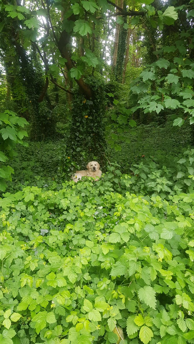 Ralph The Retriever tweet media