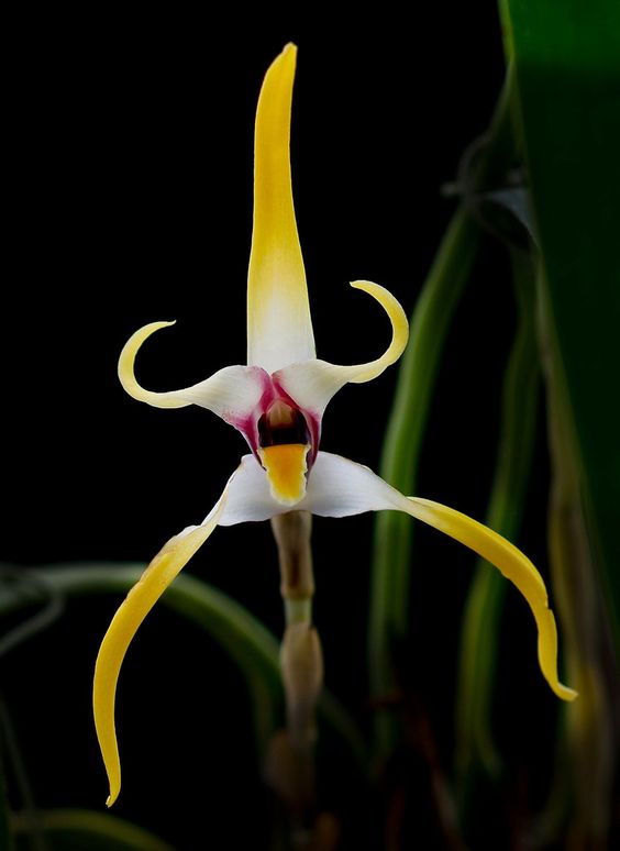 AstraFund's tweet photo. Maxillaria dillonii. Astra Fund – best supplier of flowers and plants from Holland. https://t.co/W2tkrk6RGt
