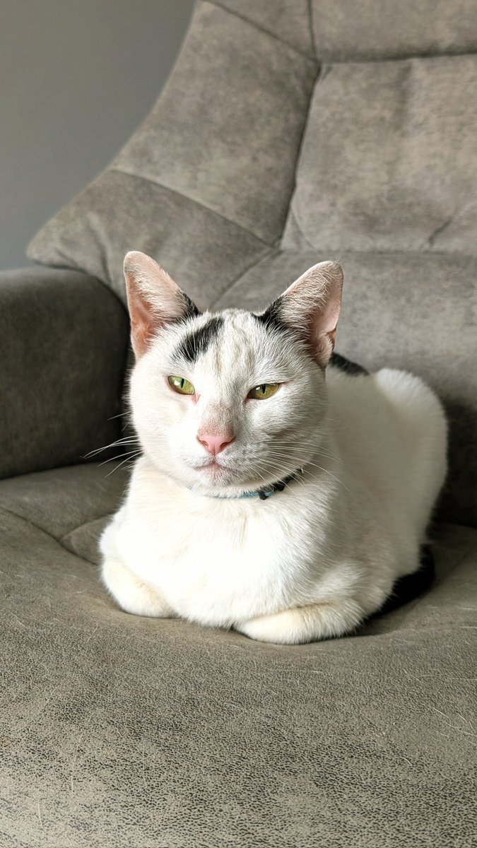 BadaBing67's tweet photo. #Caturday https://t.co/1AxrixeNT0