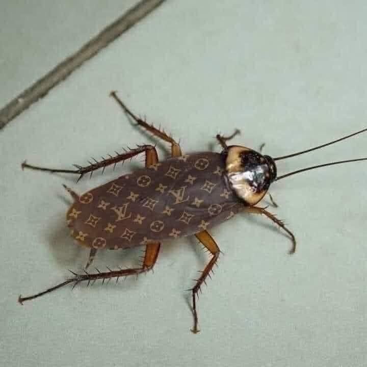AmberRayz's tweet photo. 🚨 BREAKING: Fresh photos emerging from the raid at Anita Among’s residence show one of the house cockroaches allegedly wearing an original Louis Vuitton coat.

Investigators say the discovery adds to growing signs of extreme wealth inside the home, with more luxury items suspected to have been acquired through illegal means. Authorities are reportedly examining additional evidence recovered during the operation.