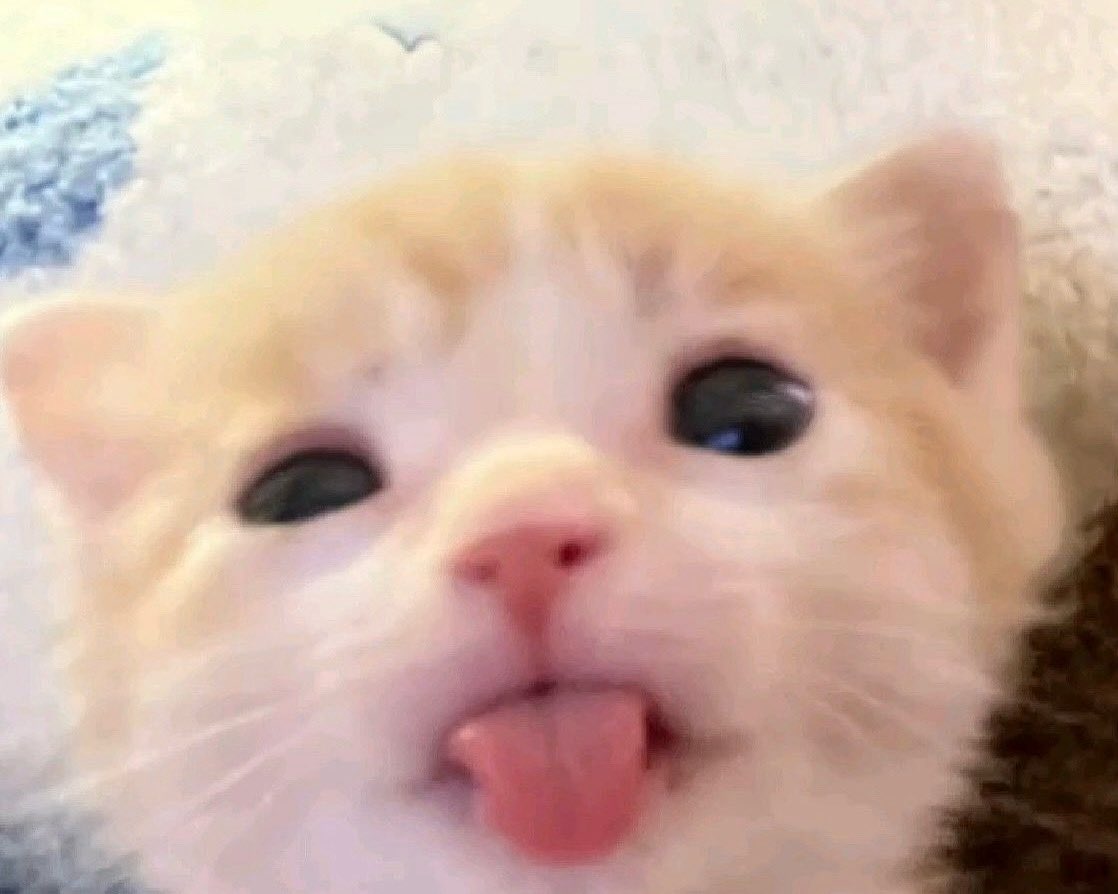 𝗺𝗲𝗼𝘄🐈⬛🐻❄️🎀˚ ༘⋆ tweet media