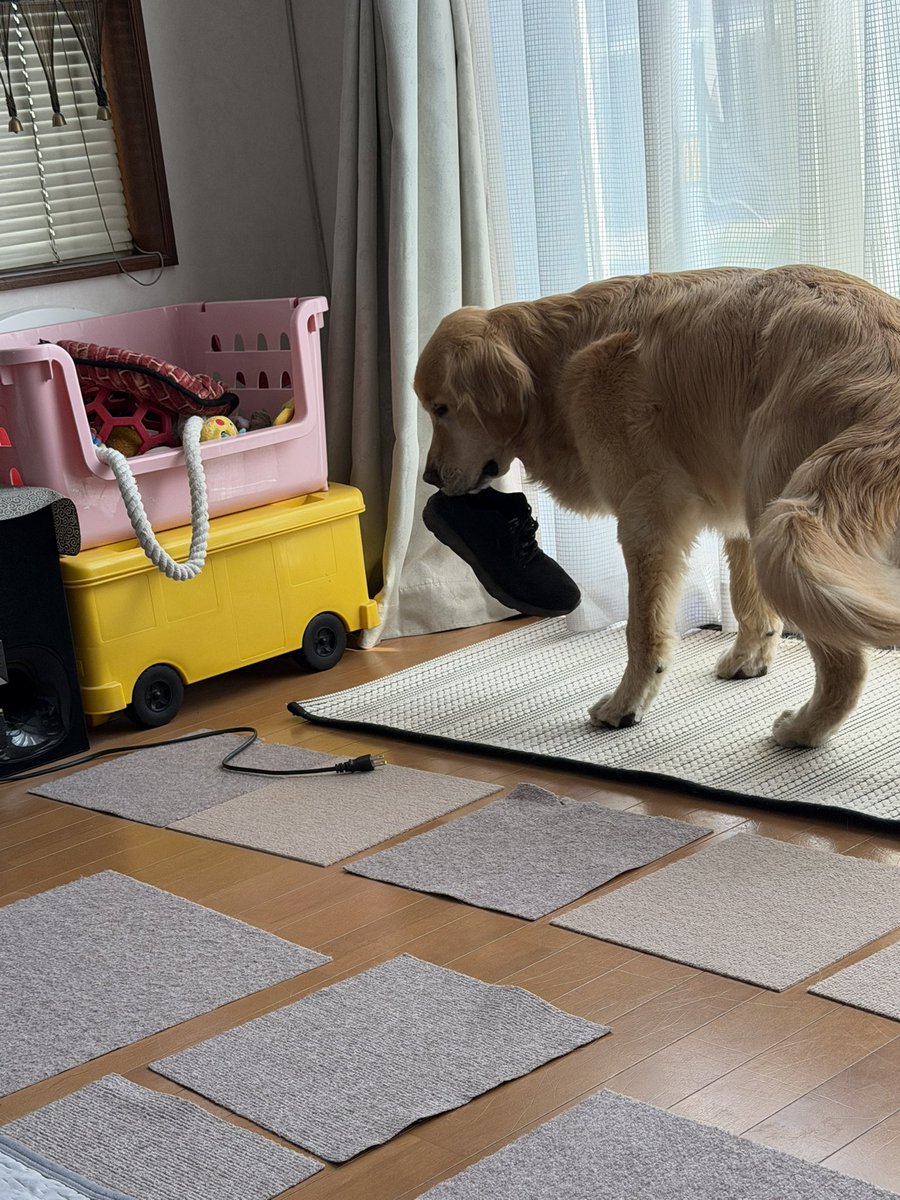 レン🐶ゴールデンレトリバー tweet media